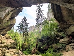 Forest Use